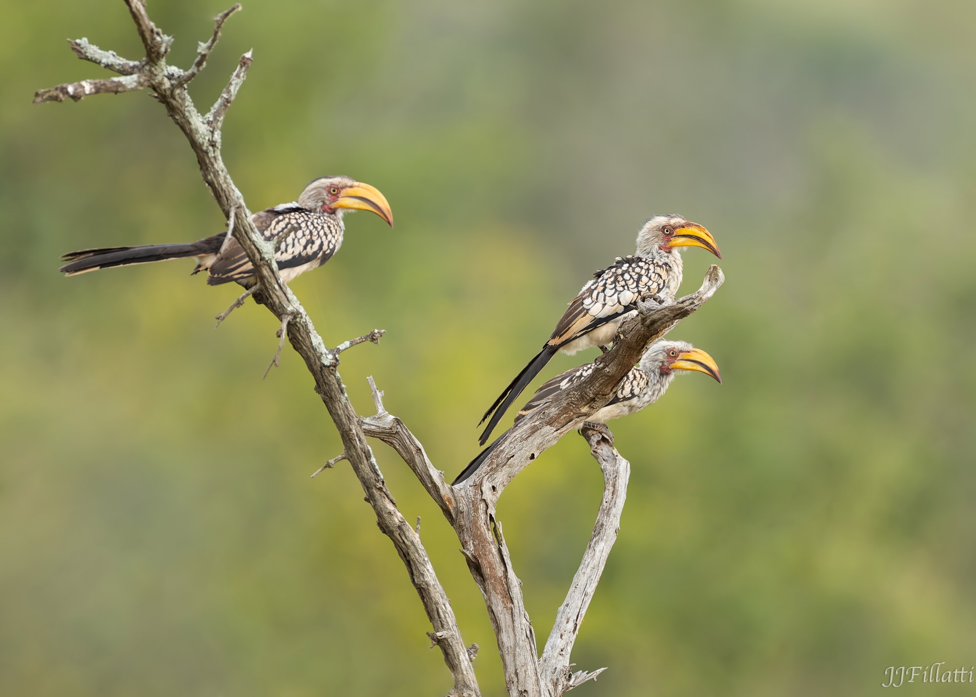 wildlife of Zimanga image 6